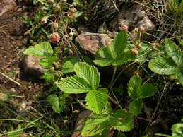 Attēlu rezultāti vaicājumam “Fragaria viridis leaf”