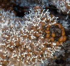 Attēlu rezultāti vaicājumam “Polycephalomyces tomentosus”