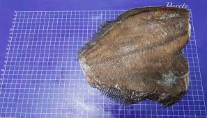 Image result for Hippoglossoides platessoides