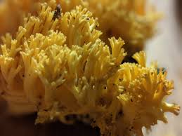 Attēlu rezultāti vaicājumam “Ramaria flava”