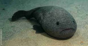 Image result for blobfish