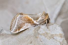 Attēlu rezultāti vaicājumam “Habrosyne pyritoides”