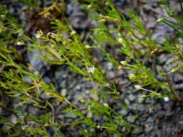 Attēlu rezultāti vaicājumam “Spergularia marina leaf”