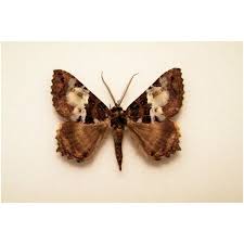 Attēlu rezultāti vaicājumam “Rivula sericealis”