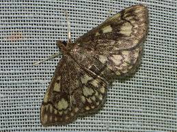 Attēlu rezultāti vaicājumam “Anania stachydalis”