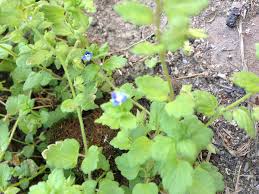 Attēlu rezultāti vaicājumam “Veronica agrestis”