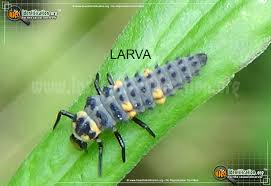 Attēlu rezultāti vaicājumam “Coccinella septempunctata larva”