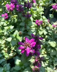 Attēlu rezultāti vaicājumam “Lamium maculatum leaf”