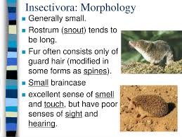 Attēlu rezultāti vaicājumam “Insectivora”
