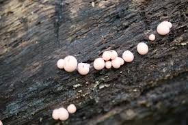 Attēlu rezultāti vaicājumam “Lycogala epidendrum s.str. macro”