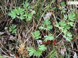 Attēlu rezultāti vaicājumam “Corydalis intermedia fruit”