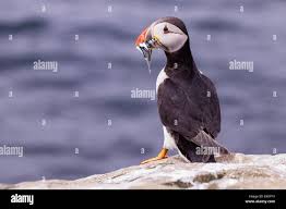 Image result for Fratercula arctica