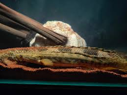 Attēlu rezultāti vaicājumam “Laccognathus panderi”