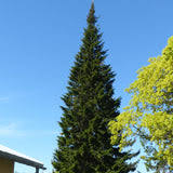 Attēlu rezultāti vaicājumam “Abies sibirica”