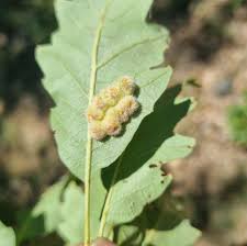 Attēlu rezultāti vaicājumam “Neuroterus albipes”