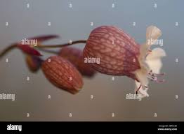 Attēlu rezultāti vaicājumam “Silene otites fruit”