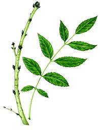 Attēlu rezultāti vaicājumam “Fraxinus excelsior leaf”