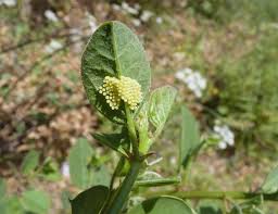 Attēlu rezultāti vaicājumam “Pieris brassicae”