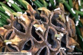 Attēlu rezultāti vaicājumam “Sacchiphantes abietis”