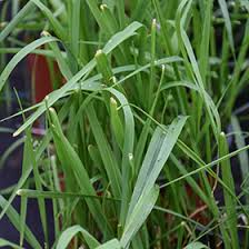 Attēlu rezultāti vaicājumam “Hierochloe odorata”