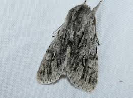 Attēlu rezultāti vaicājumam “Brachionycha nubeculosa”