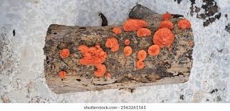 Attēlu rezultāti vaicājumam “Pycnoporus cinnabarinus”