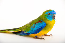 Attēlu rezultāti vaicājumam “Comatricha pulchella macro”