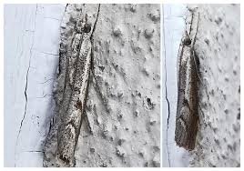 Attēlu rezultāti vaicājumam “Platytes alpinella”