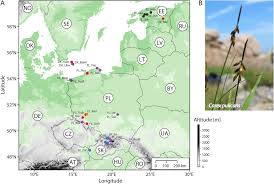 Attēlu rezultāti vaicājumam “Carex pulicaris”