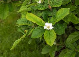 Attēlu rezultāti vaicājumam “Mespilus germanica leaf”