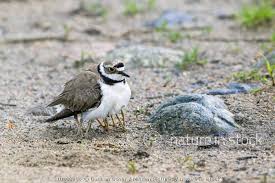 Attēlu rezultāti vaicājumam “Charadrius dubius adult”