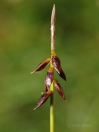 Attēlu rezultāti vaicājumam “Carex pulicaris”