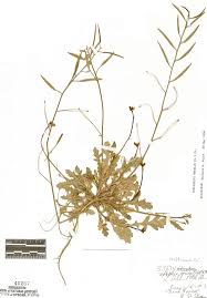 Attēlu rezultāti vaicājumam “Diplotaxis muralis fruit”