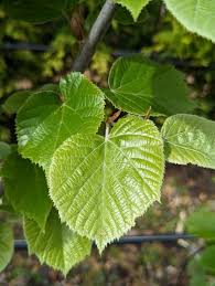 Attēlu rezultāti vaicājumam “Tilia tomentosa leaf”