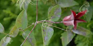 Attēlu rezultāti vaicājumam “Clematis leaf”