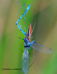 Attēlu rezultāti vaicājumam “Tetragnatha extensa”