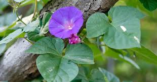 Image result for Prunkwinde