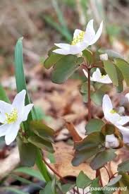 Attēlu rezultāti vaicājumam “Ranunculaceae”