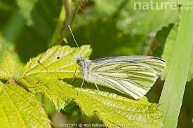 Attēlu rezultāti vaicājumam “Pieris napi male”