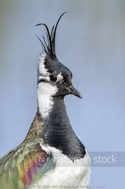 Attēlu rezultāti vaicājumam “Vanellus vanellus adult”