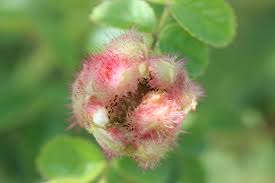 Attēlu rezultāti vaicājumam “Diplolepis rosae”