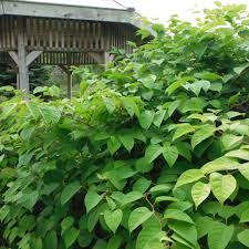 Attēlu rezultāti vaicājumam “Reynoutria japonica”