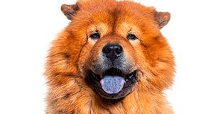 Znalezione obrazy dla zapytania chow