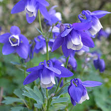 Image result for Aquilegia