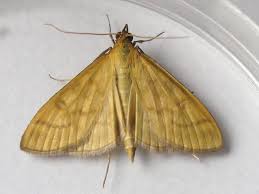 Attēlu rezultāti vaicājumam “Mecyna flavalis”