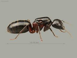 Attēlu rezultāti vaicājumam “Camponotus herculeanus”