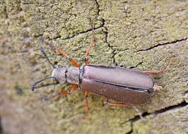 Attēlu rezultāti vaicājumam “Linaeidea aenea”