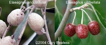 Attēlu rezultāti vaicājumam “Poa angustifolia fruit”