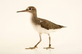 Attēlu rezultāti vaicājumam “Actitis hypoleucos”