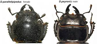 Attēlu rezultāti vaicājumam “Dorcus parallelopipedus”